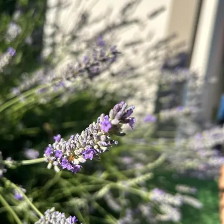 Susanj With Sea View * Ravni